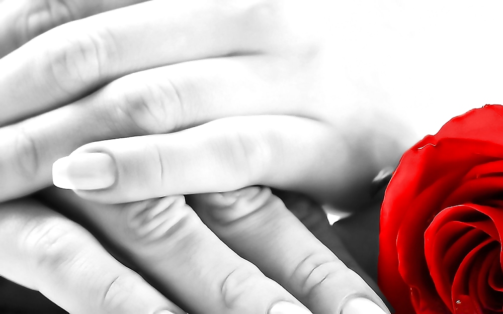 Rosa hermosa
 #2047467