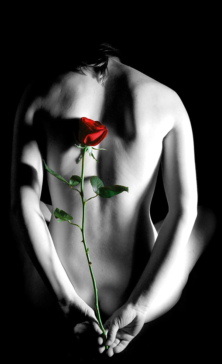 Rosa hermosa
 #2047475