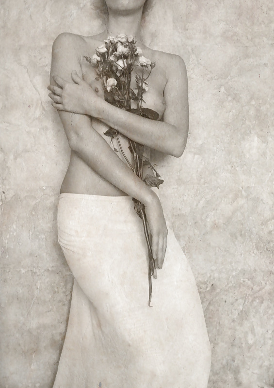 Rosa hermosa
 #2047481