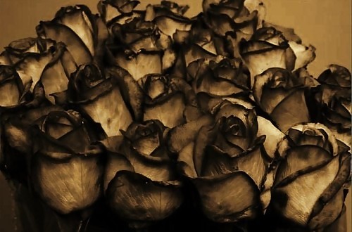 Rosa hermosa
 #2047505