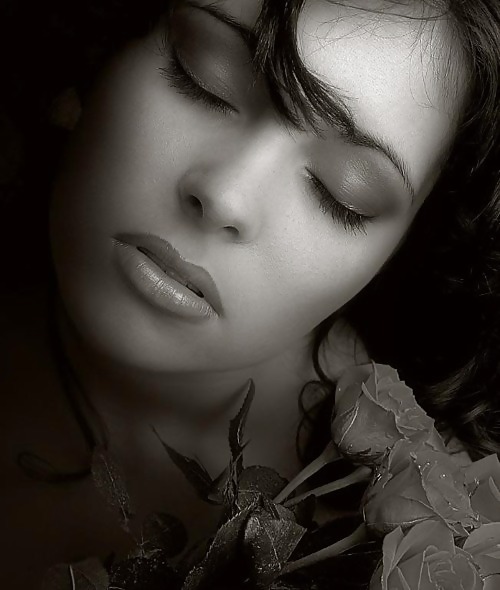 Rosa hermosa
 #2047509