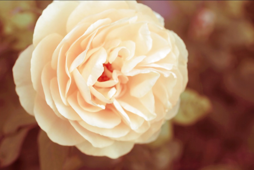 Rosa hermosa
 #2047516