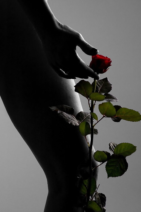 Rosa hermosa
 #2047529