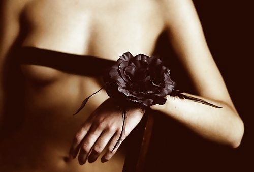 Rosa hermosa
 #2047534