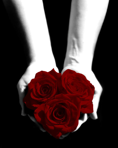 Rosa hermosa
 #2047559