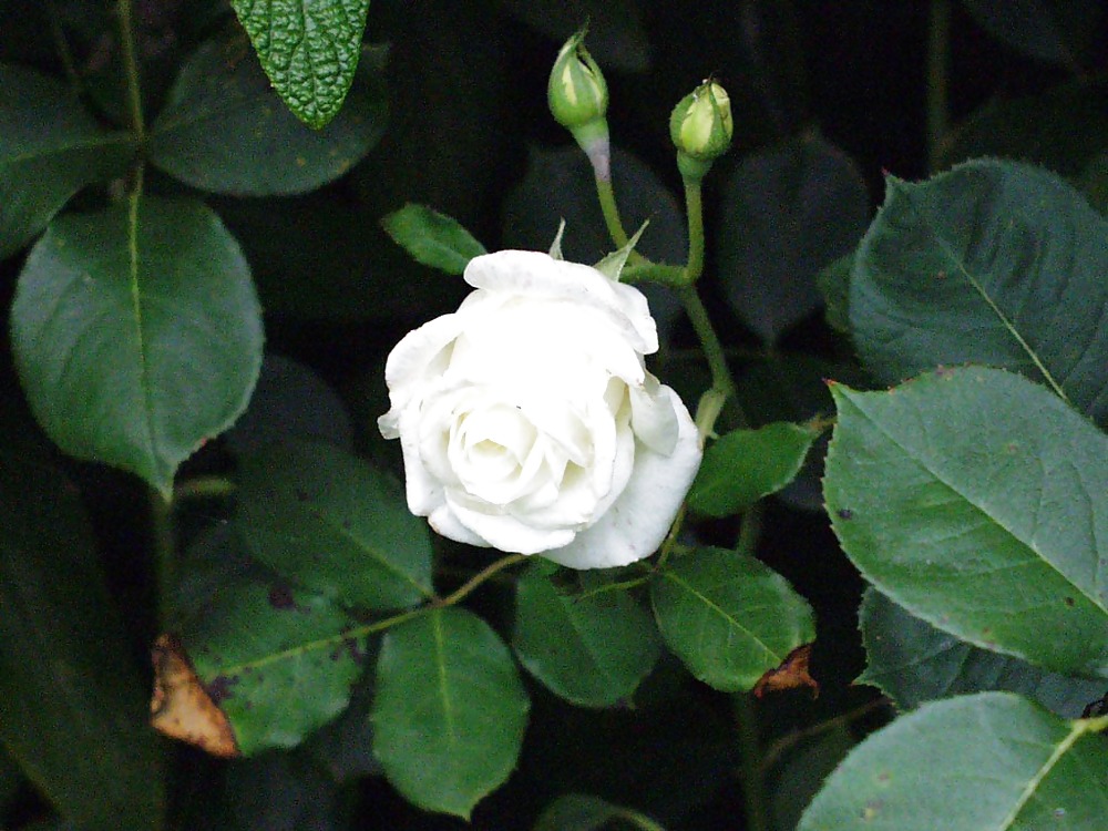 Rosa hermosa
 #2047568