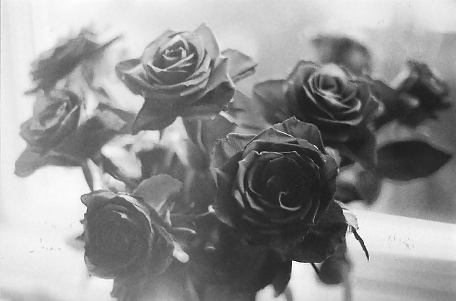 Rosa hermosa
 #2047590