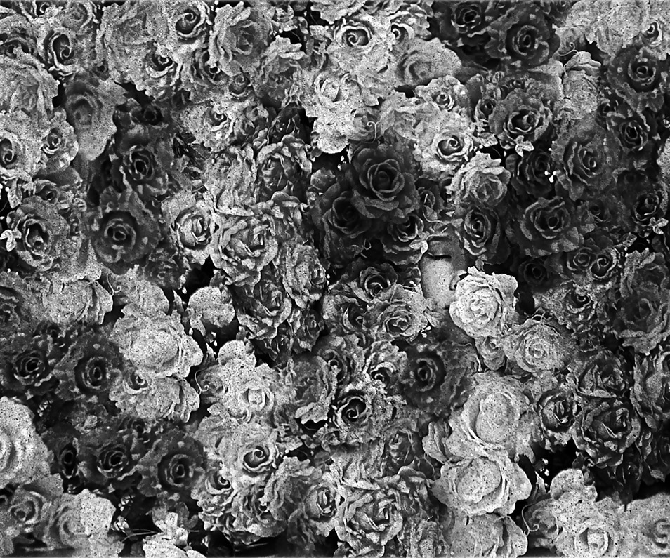 Rosa hermosa
 #2047601