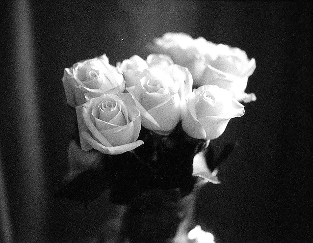 Rosa hermosa
 #2047609