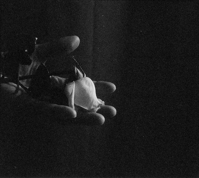 Rosa hermosa
 #2047615