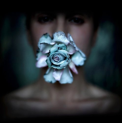 Rosa hermosa
 #2047620