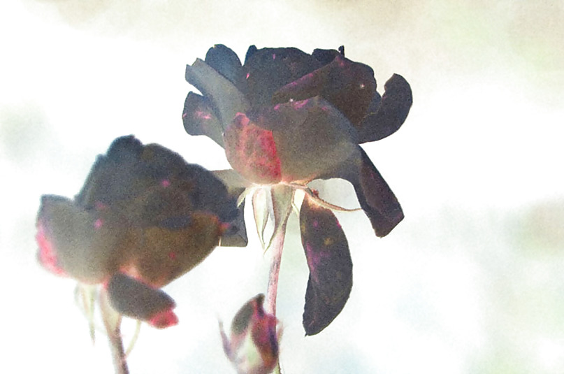 Rosa hermosa
 #2047625