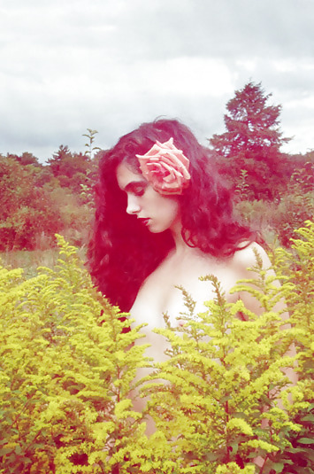 Rosa hermosa
 #2047632