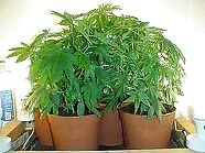 Intn'l fda política faze en...
 #5240316