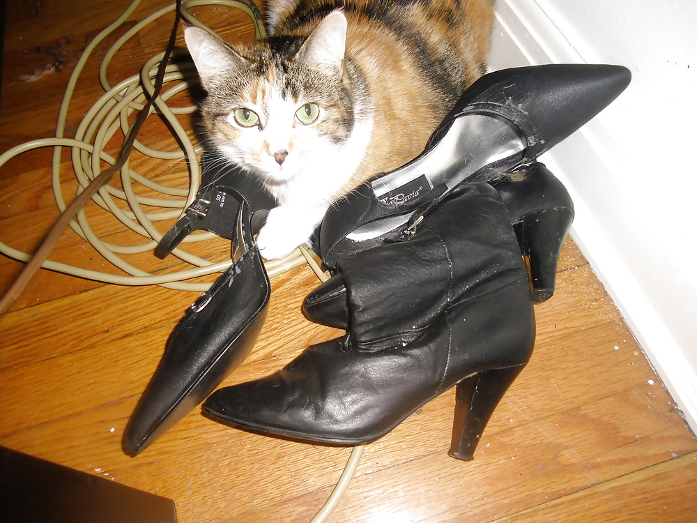 Even my cat's a heel freak #17088897