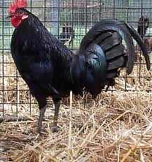 Big, black cock #16584168