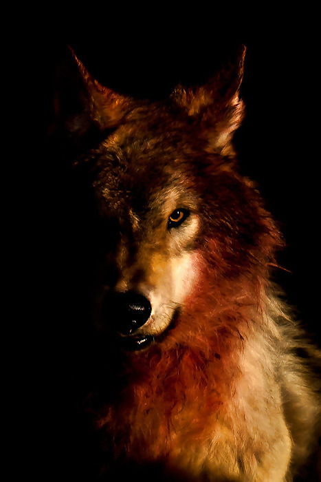 El lobo y el zorro... 
 #12320504