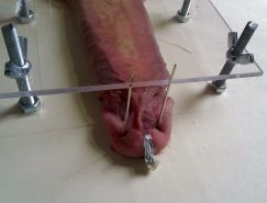 porn photo 2019 - Extreme bdsm cbt needles cbt needles bdsm Extreme