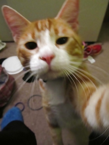 Muschi, Muschi Nichts, Noch Muschis #14252079