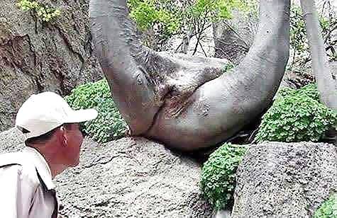 Obtener travieso
 #6909475