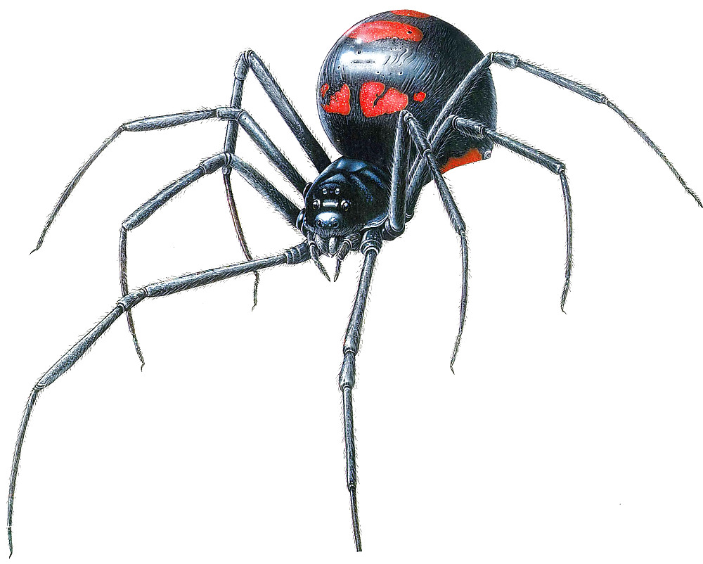 Black widow #10781100