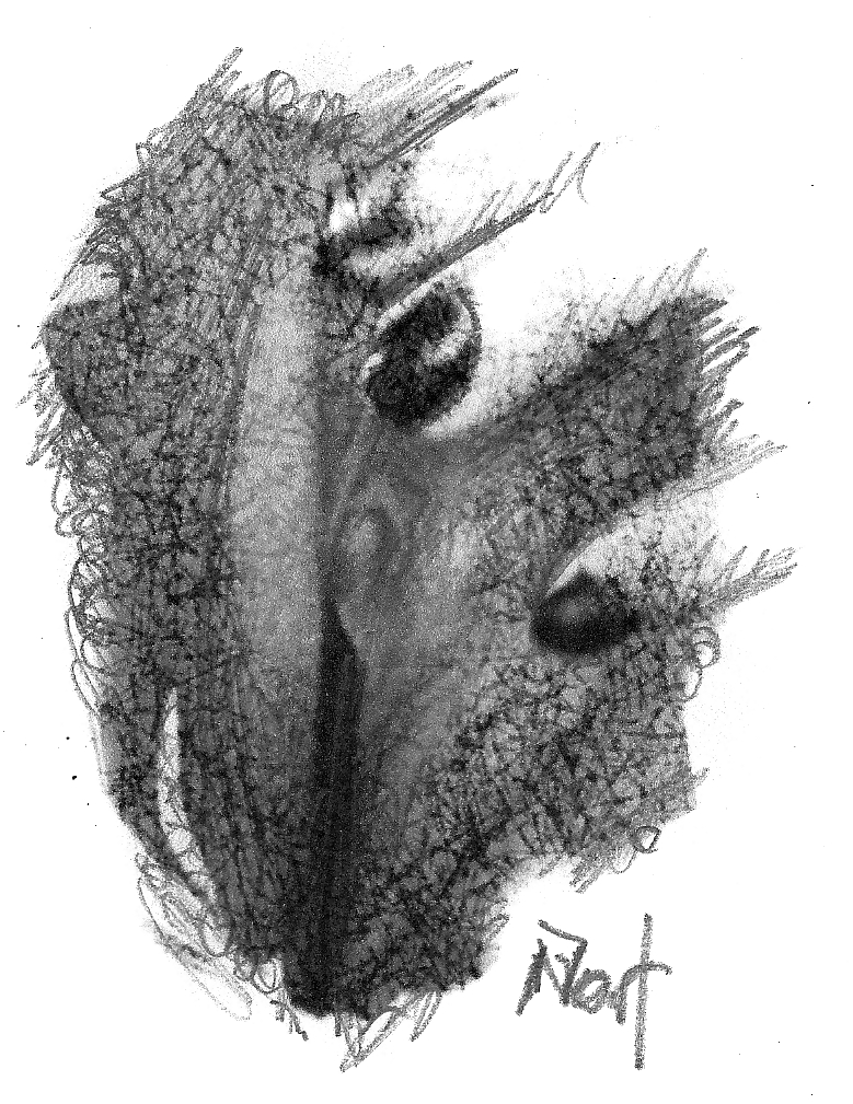 Proyecto de dibujo de mi coño
 #10302367