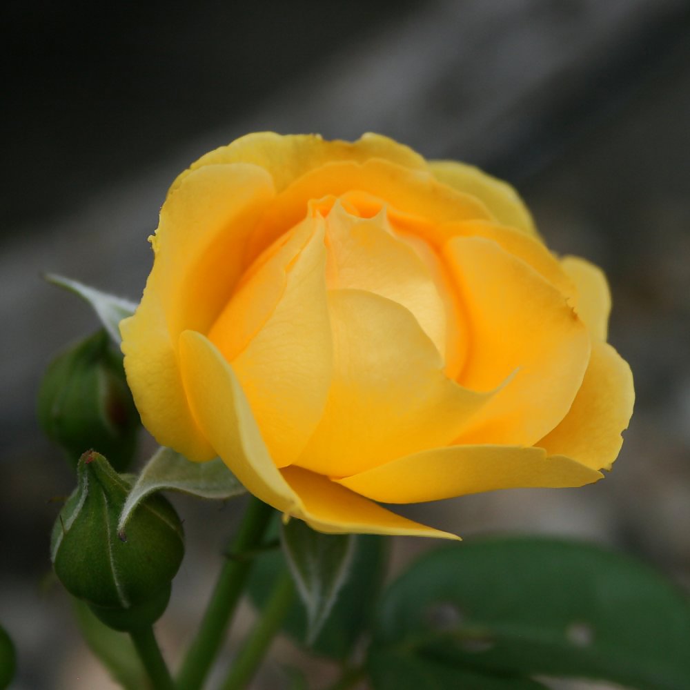 ¡¡¡Sentirse descarado!!!
 #9950058