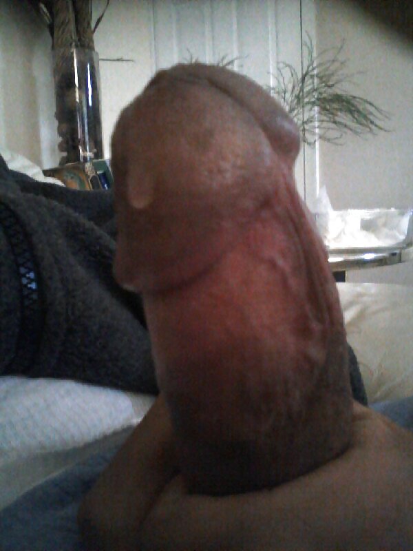 Persian cock  #8849046