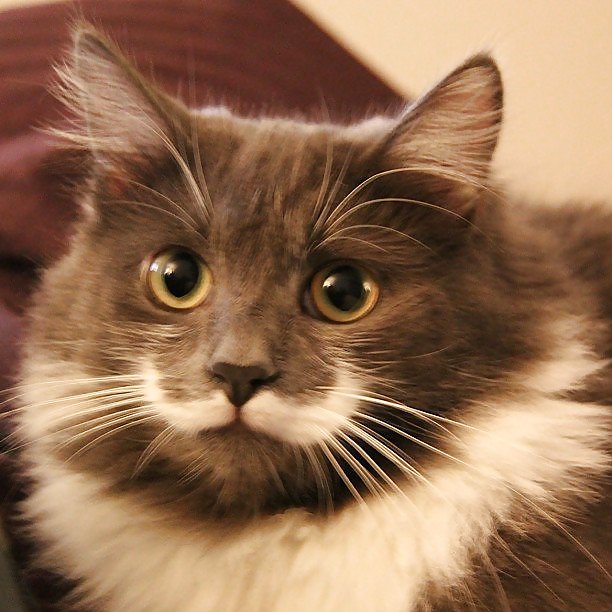 Super snoopypuss
 #20703990