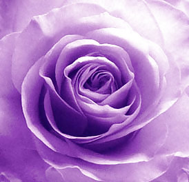 Roses #4438917