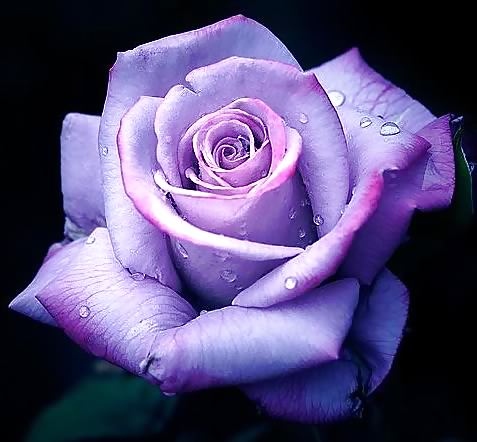 Roses #4438919
