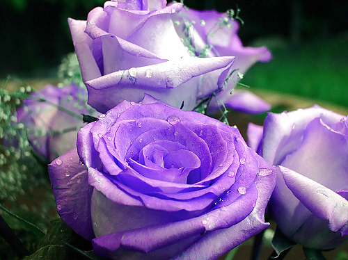 Roses #4438921