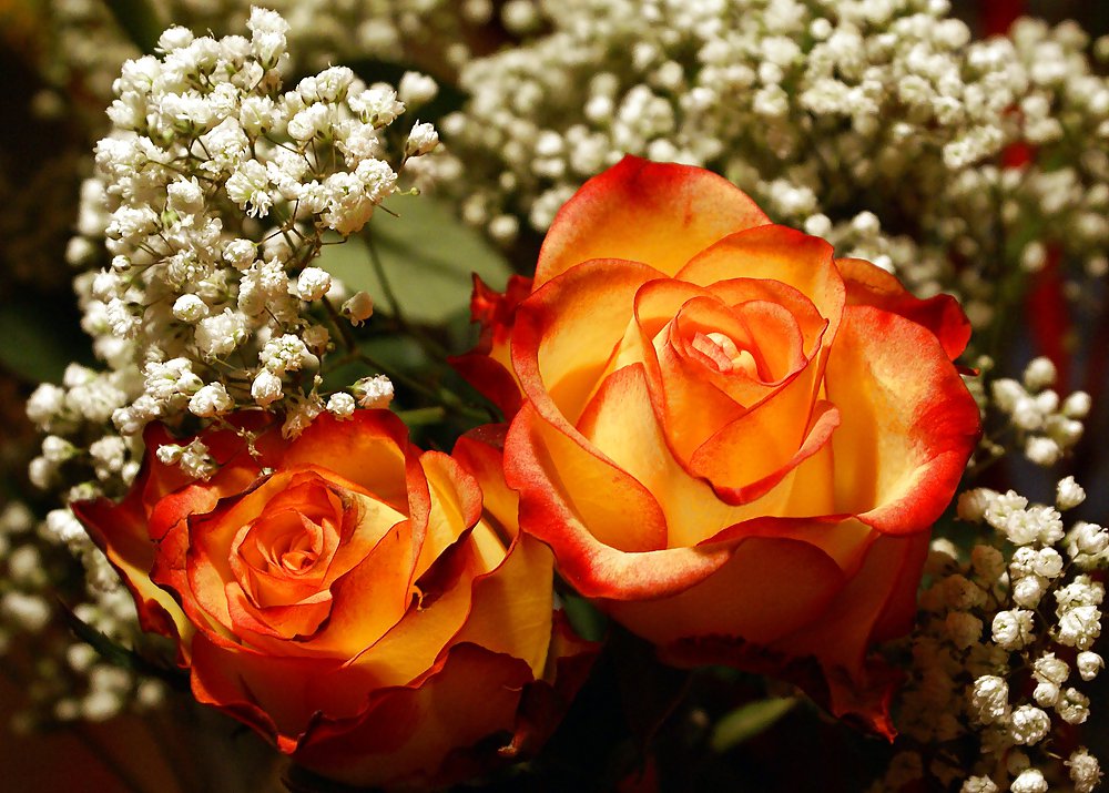 Roses #4438923