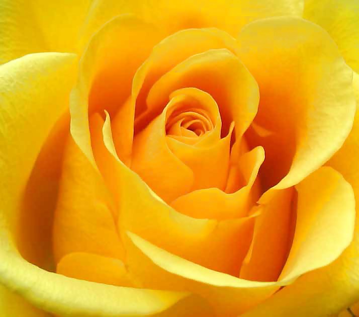 Roses #4438927