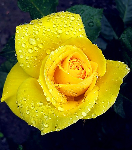 Roses #4438930