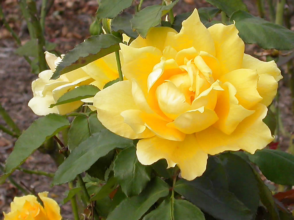 Roses #4438932