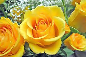 Roses #4438934