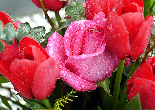 Roses #4438940
