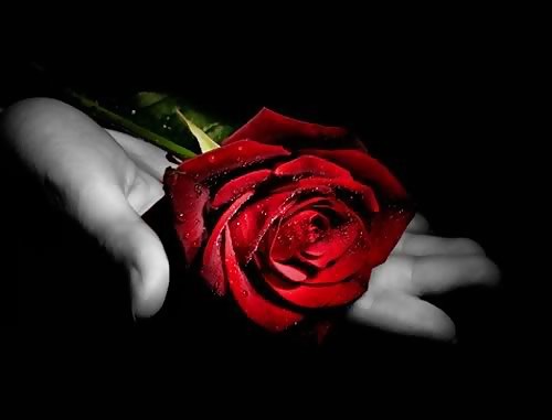 Roses #4438949