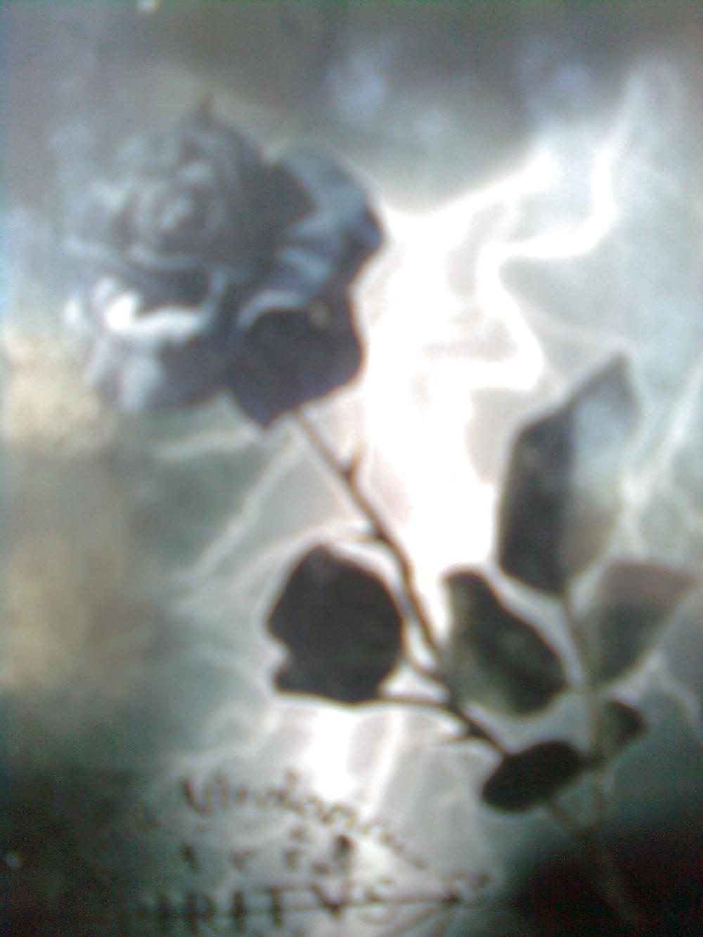 Roses #4438951