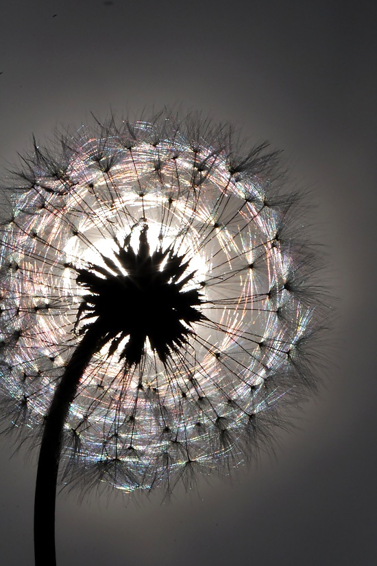 Sonne Traum ... #20249966
