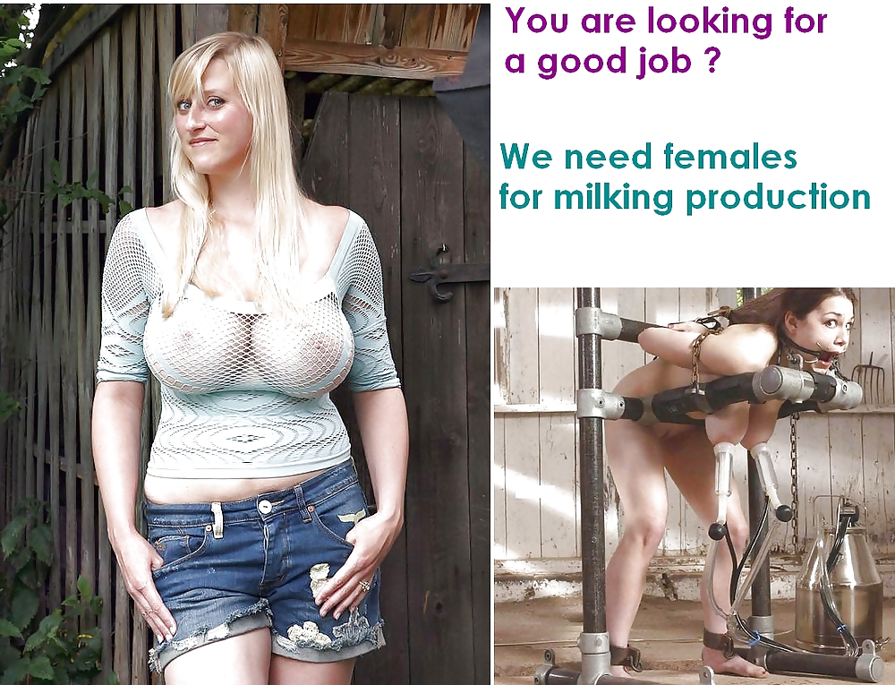 Selected for milking production