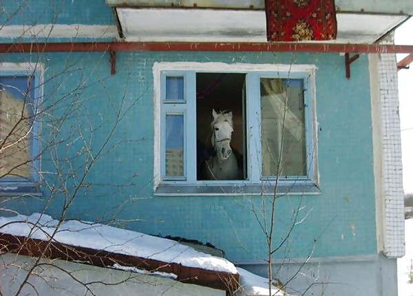 Funny Pics From Russia #16355771