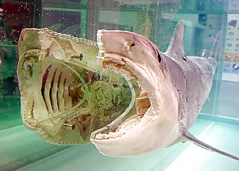 Hirst no comment by jedman #15937946