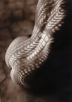 Black & Whites II #8902292
