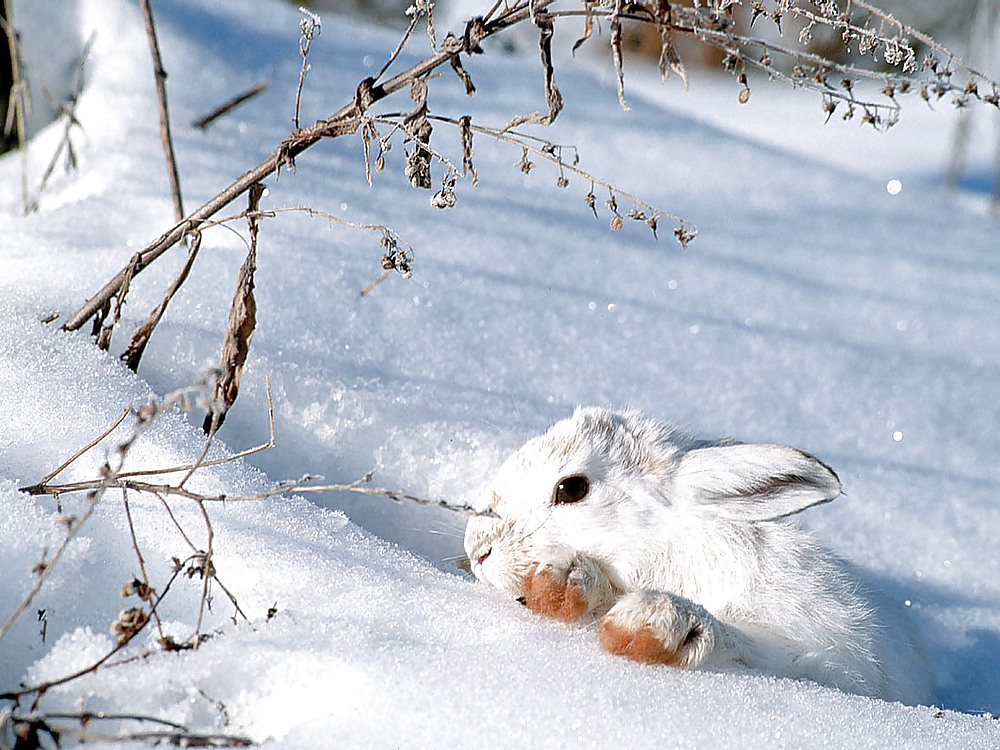 Neige Partout. #15851717