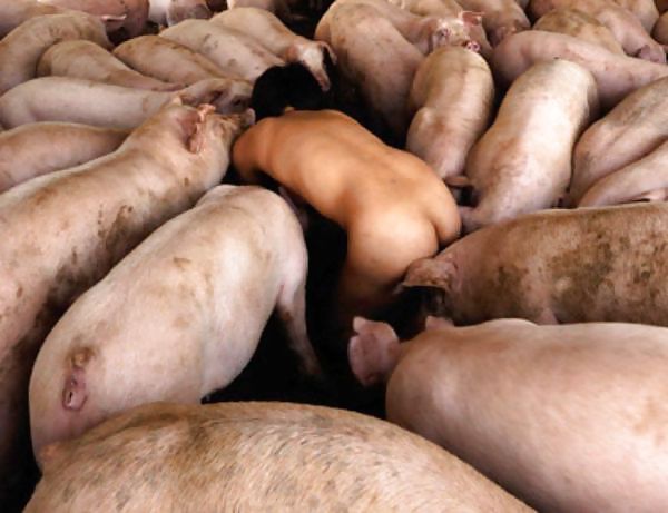 Fuck Pigs #9720944