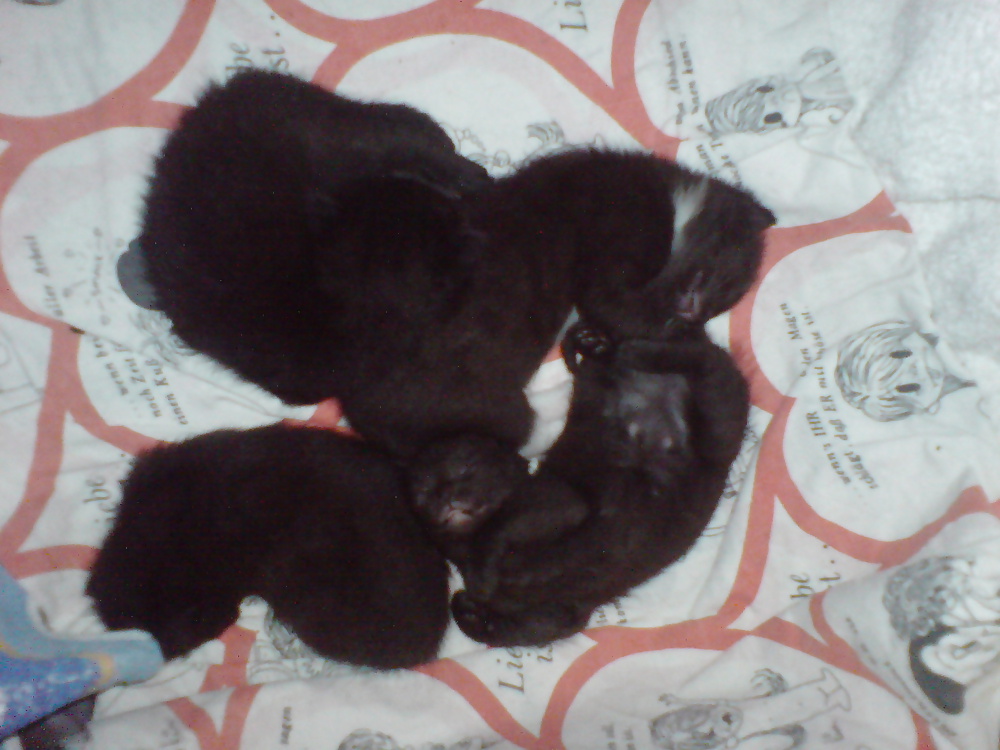 My Cats Kittens #4742207