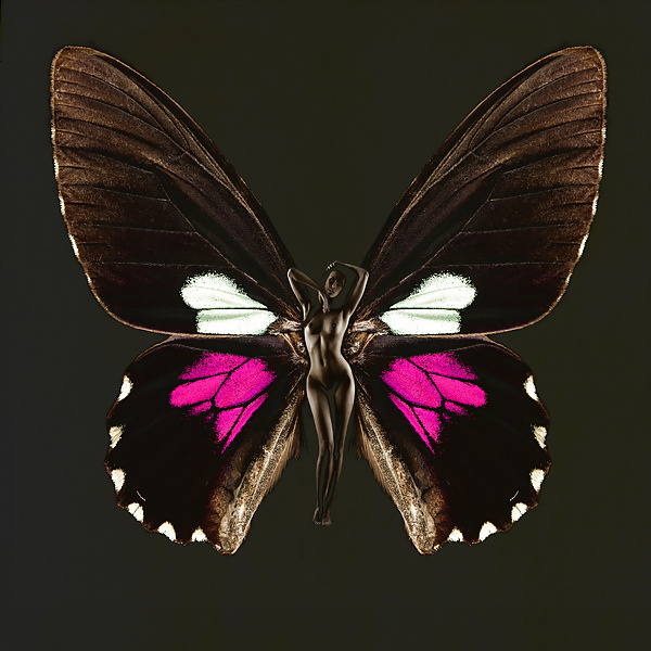 Butterfly-winged Psykhe  #17009020