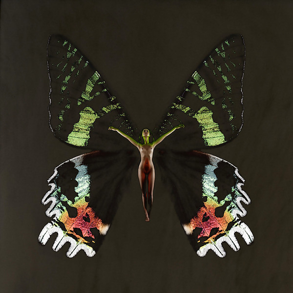 Butterfly-winged Psykhe  #17009065